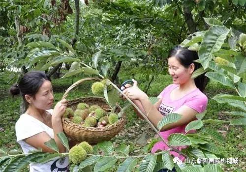 临沂国际影视城第八届板栗文化节，免费板栗等你捡