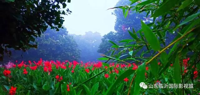 临沂国际影视城第八届板栗文化节，免费板栗等你捡